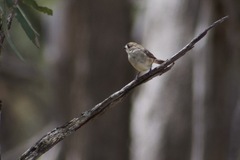 Aphelocephala leucopsis