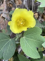 Gossypium tomentosum