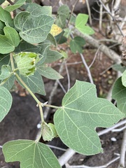 Gossypium tomentosum