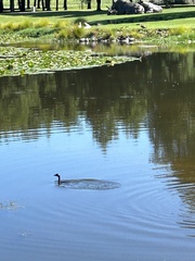 Poliocephalus rufopectus