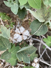 Gossypium tomentosum