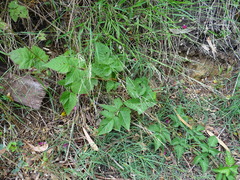 Rubus × loganobaccus