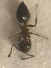 Crematogaster teranishii