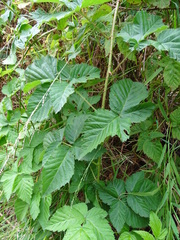 Rubus × loganobaccus