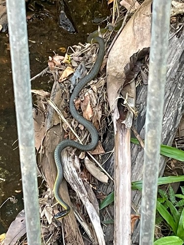 Common Tree Snake sighting