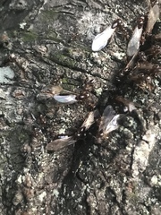 Crematogaster teranishii