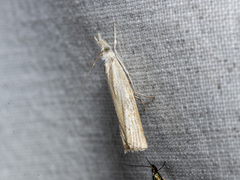 Culladia cuneiferellus