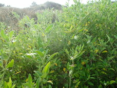 Solanum chenopodioides