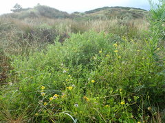 Solanum chenopodioides
