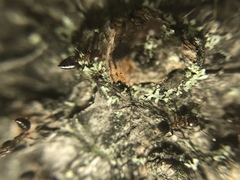 Crematogaster teranishii