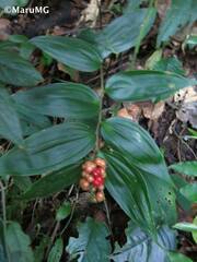 Maianthemum scilloideum