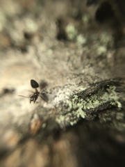 Crematogaster teranishii