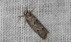 Philobota archepeda