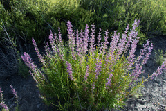 Trichostema lanatum