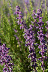 Trichostema lanatum