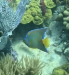 Holacanthus ciliaris