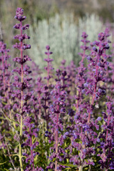 Trichostema lanatum