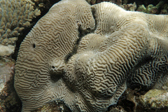 Leptoria phrygia