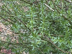 Galium angustifolium