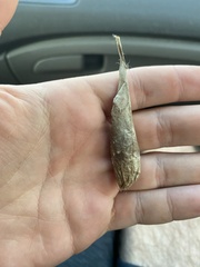 Callosamia promethea