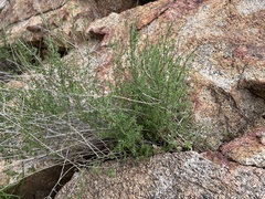 Galium angustifolium