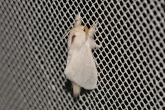 Trichiocercus sparshalli