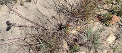 Muraltia dispersa