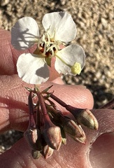 Chylismia claviformis