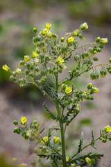 Emmenanthe penduliflora