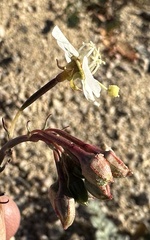 Chylismia claviformis