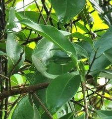 Ahaetulla prasina