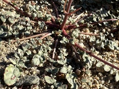 Chylismia claviformis