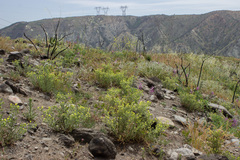 Emmenanthe penduliflora