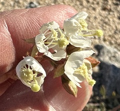 Chylismia claviformis