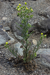 Emmenanthe penduliflora