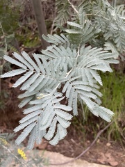 Acacia baileyana