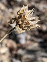 Abutilon abutiloides