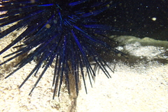 Echinothrix diadema