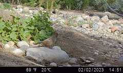 Melozone crissalis