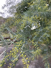 Acacia baileyana