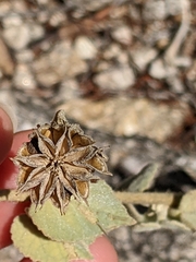 Abutilon abutiloides