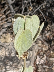 Abutilon abutiloides
