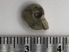 Planorbella campanulata