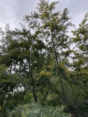 Acacia baileyana