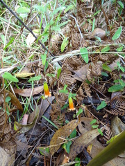 Marianthus bignoniaceus