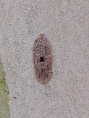 Ledromorpha
