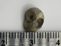 Planorbella campanulata