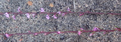Muraltia dispersa