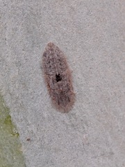 Ledromorpha