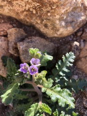 Phacelia crenulata minutiflora